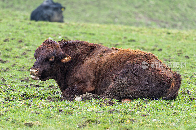 苏格兰西南部邓弗里斯和加洛韦的肉牛