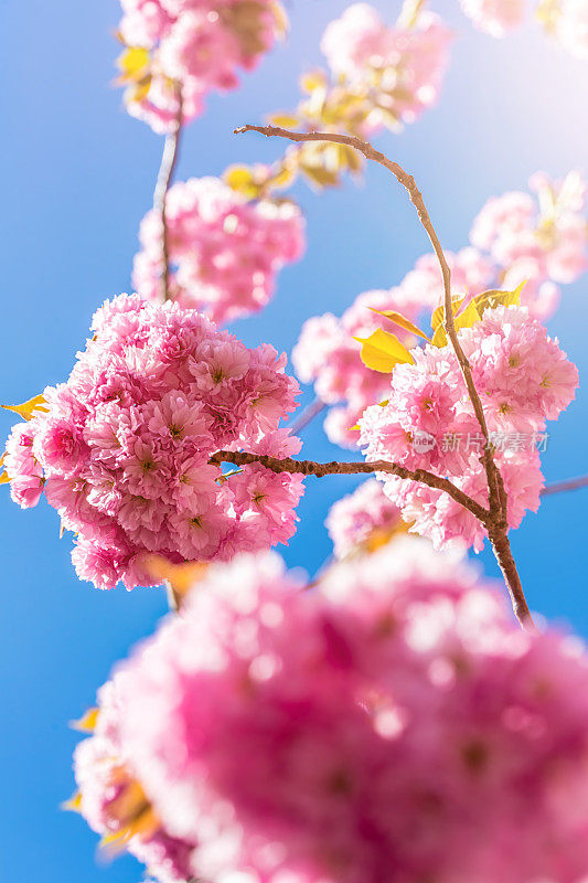 粉红色的樱花