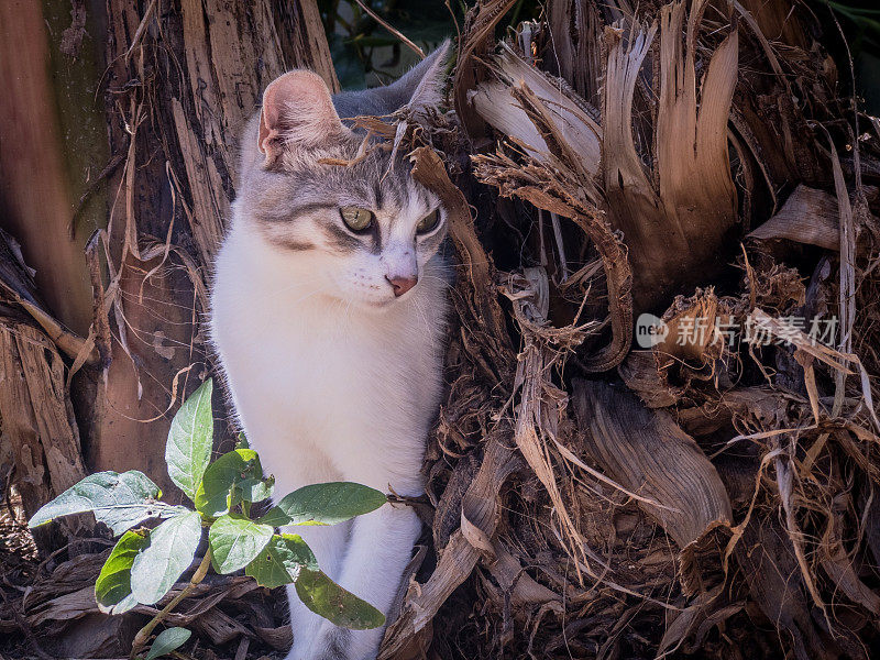 白猫在户外香蕉树干下遮荫