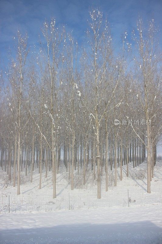 冬天雪风景画