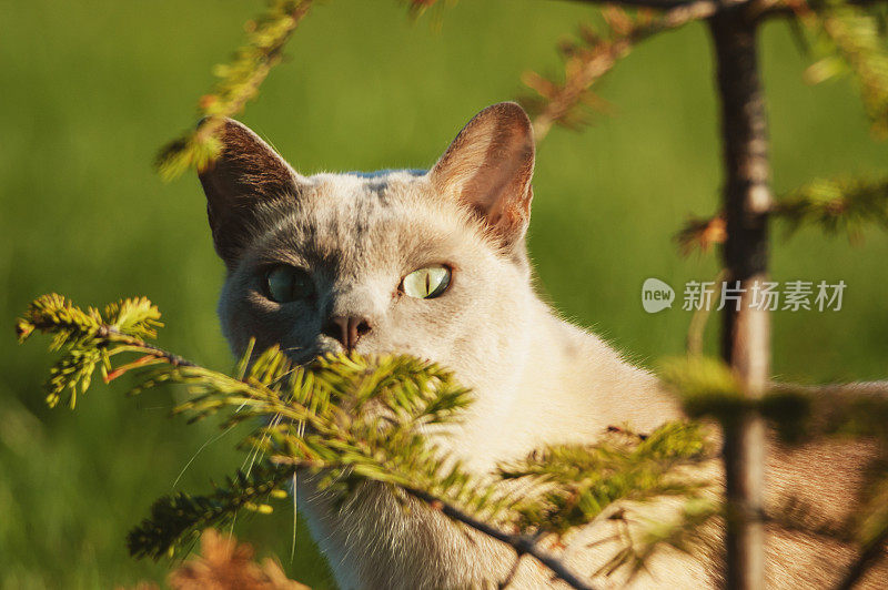 东奇尼猫的猫