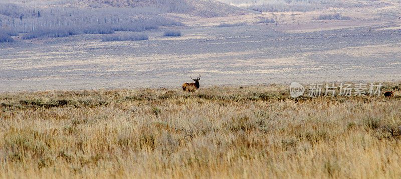 牡鹿麋鹿在美国怀俄明州的大提顿国家公园吃草和看着它的牛群