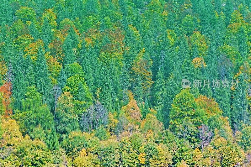 秋天，德国巴伐利亚阿尔卑斯山脉，松树林地景观反映在静止的水面上