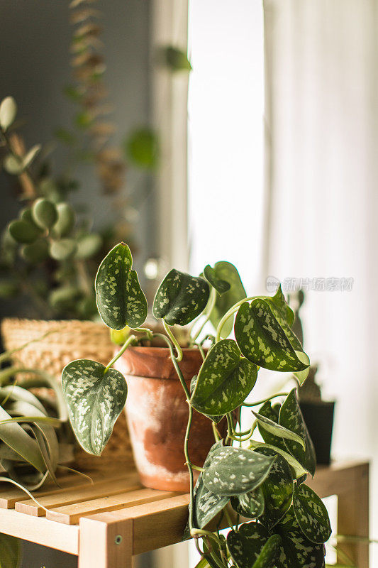 室内植物