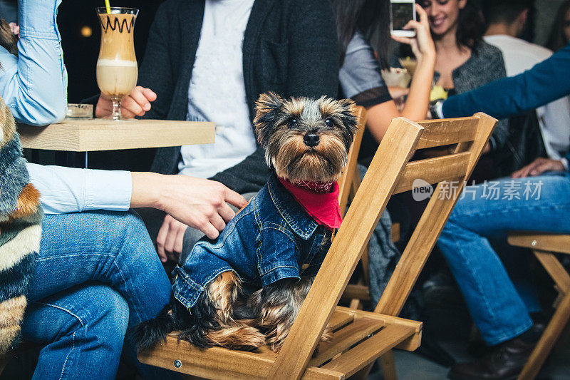 可爱的约克郡犬在宠物友好咖啡馆的椅子上。