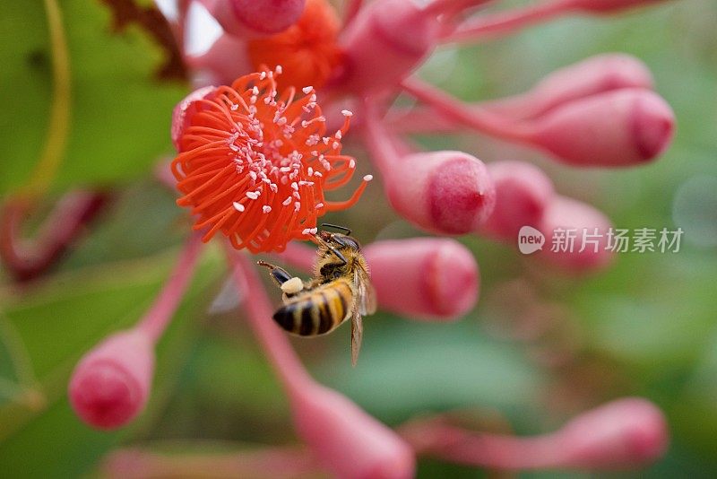 蜜蜂在开花的柑橘树胶开花