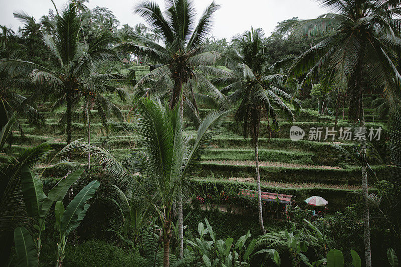 巴厘岛上的梯田