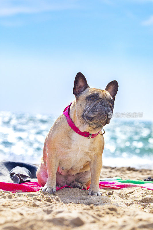 海滩上的法国斗牛犬