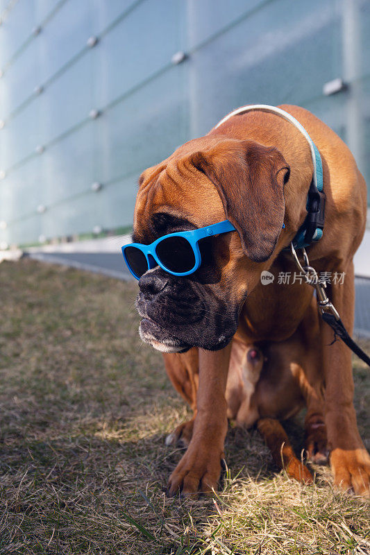 戴着太阳镜的拳师犬坐在草地上。