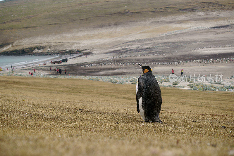 国王企鹅在沙滩上散步