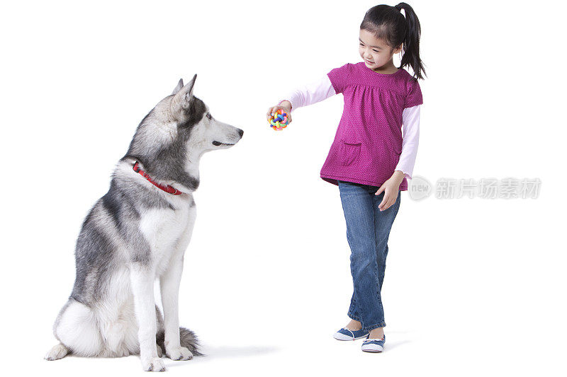 可爱的小女孩和哈士奇狗
