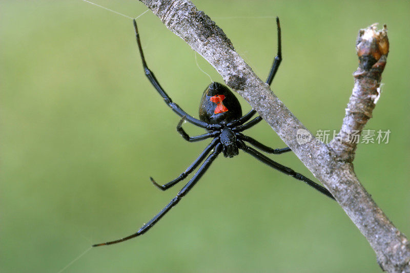 雌性黑寡妇蜘蛛在树枝上