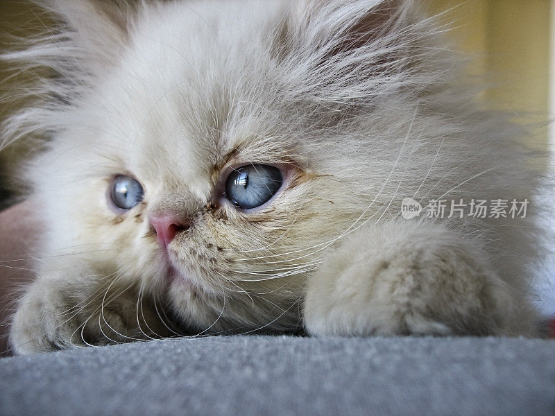 美丽的波斯猫