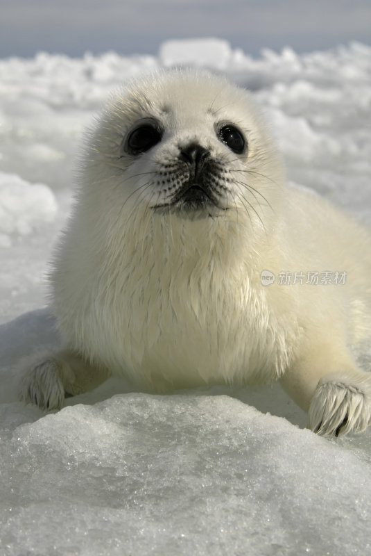 格陵兰海豹幼崽