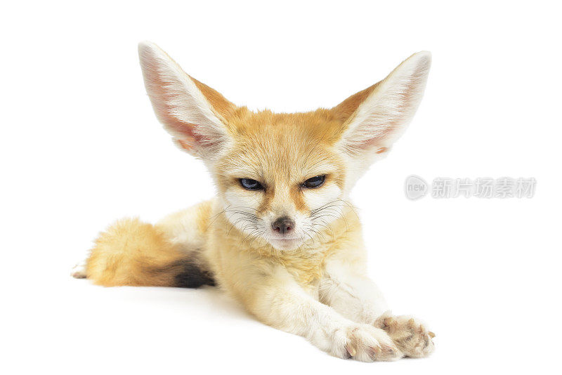 耳廓狐狸盯着孤立的白色背景相机