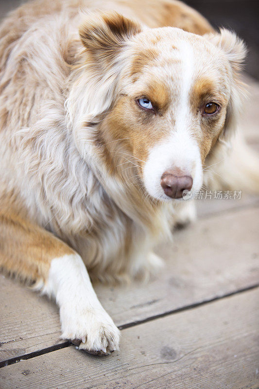 红山鸟色澳大利亚牧羊犬