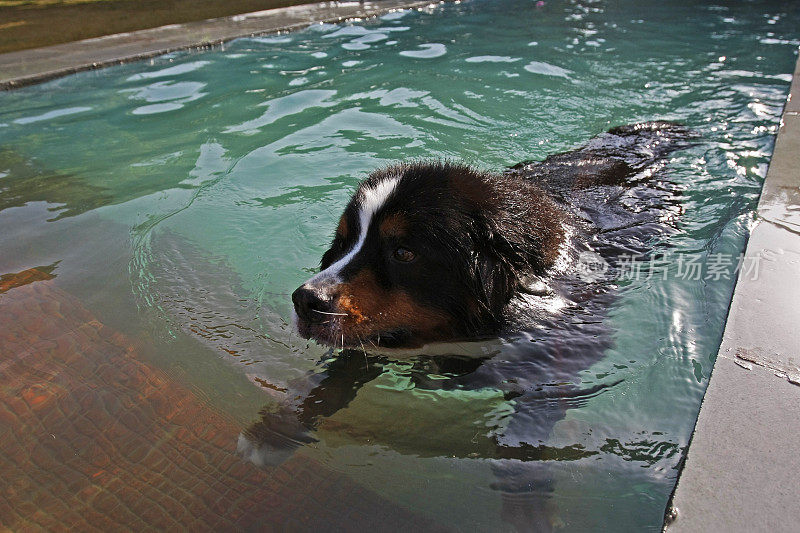 伯尔尼兹山犬