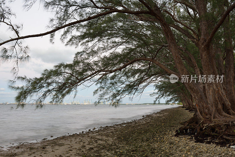 树木沿着海滩