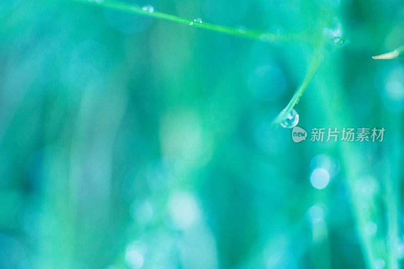 一滴露珠或雨水水草自然背景