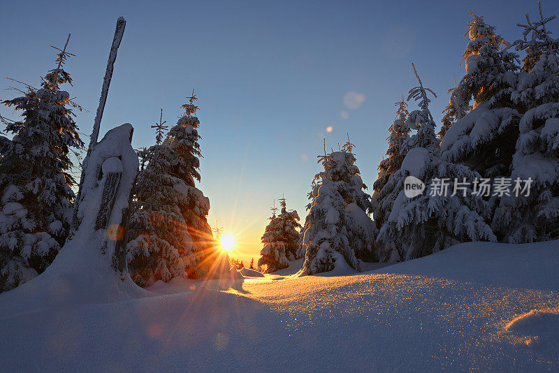 阳光照耀的冬季景观在日出，云杉覆盖的雪