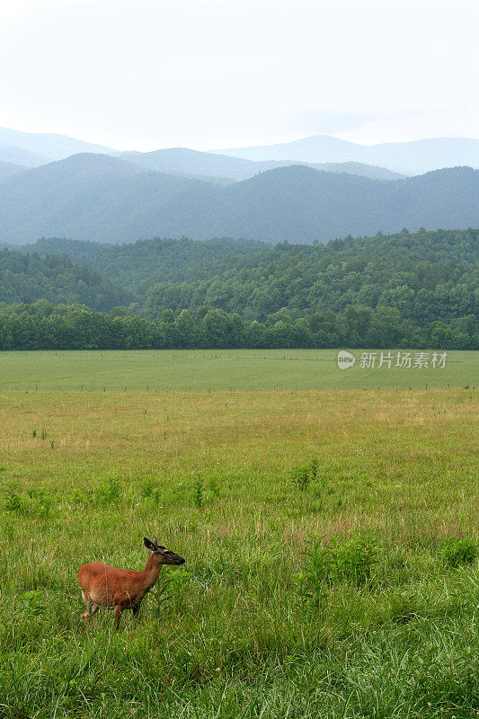 大烟山的鹿