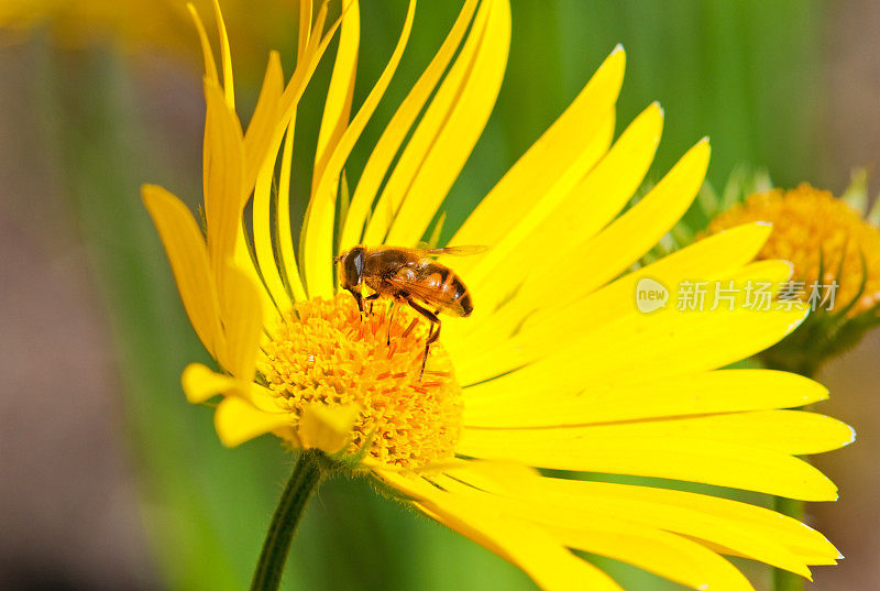 黄雏菊上的蜜蜂