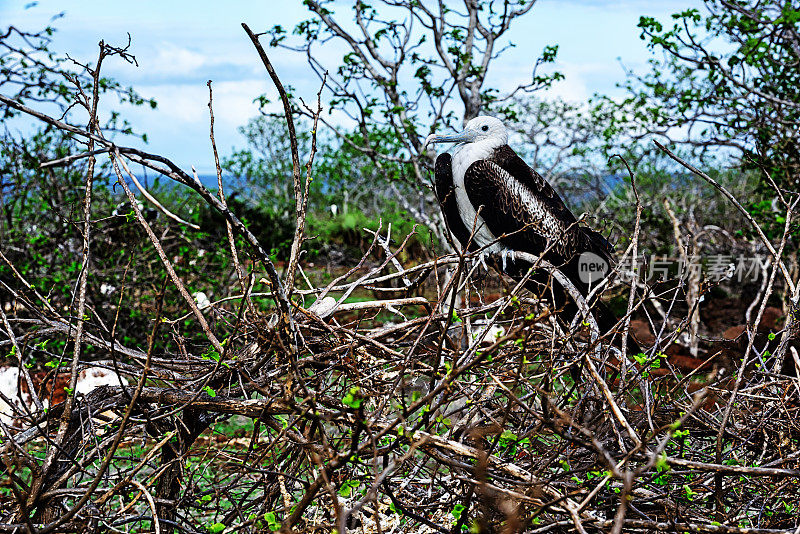 加拉帕戈斯群岛上壮丽的幼年军舰鸟