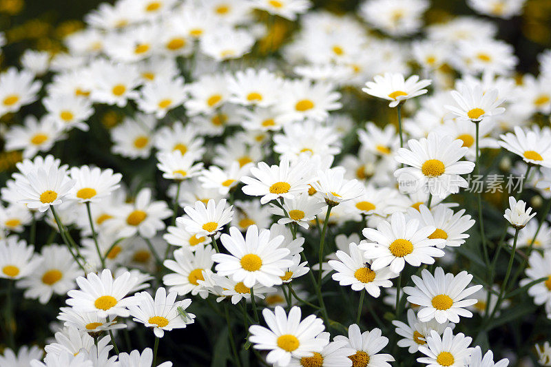 许多白色的雏菊