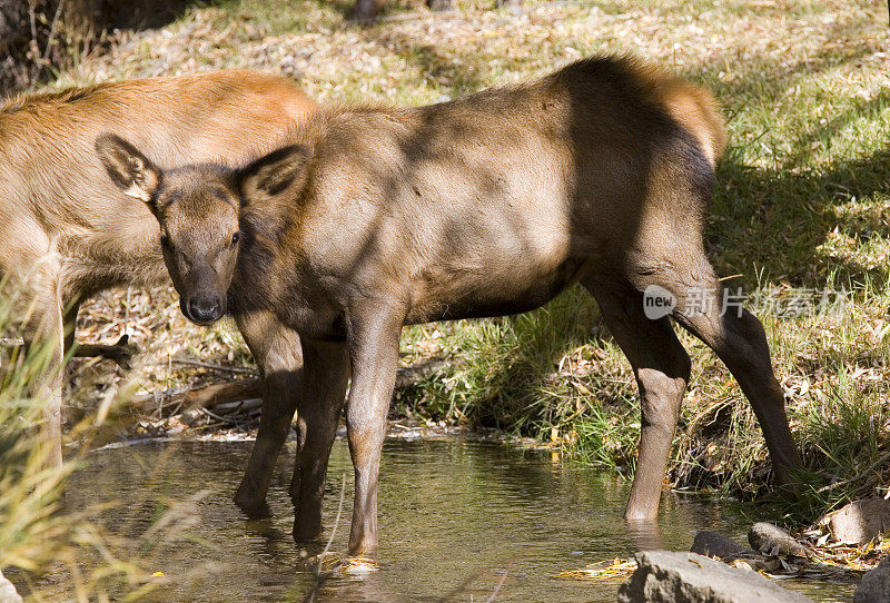 在小溪边饮水的麋鹿幼崽