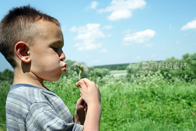 男孩与蒲公英。