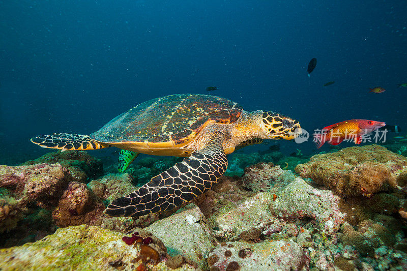 漂浮在海底的马尔代夫玳瑁海龟