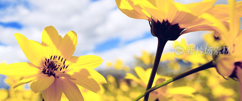 黄色的春天的花宽幅