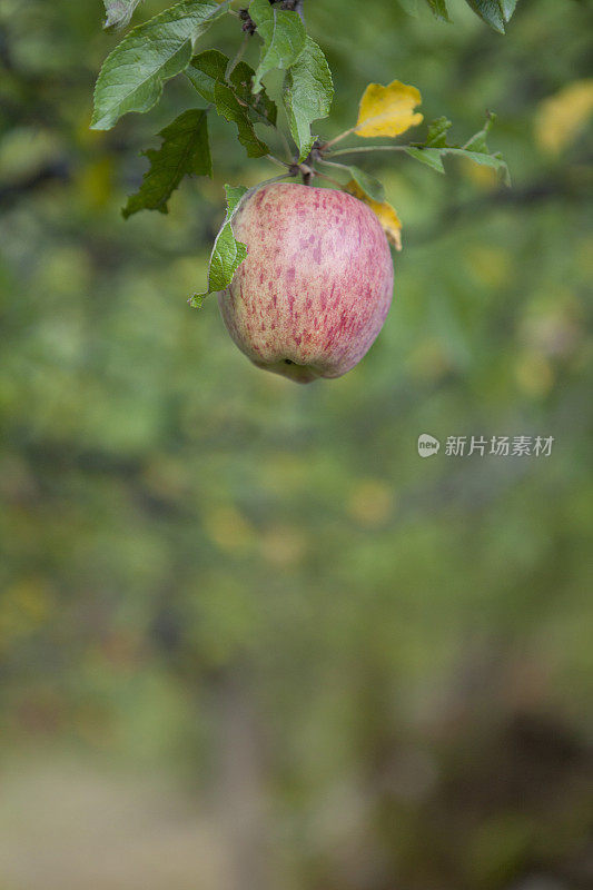 树上的苹果。