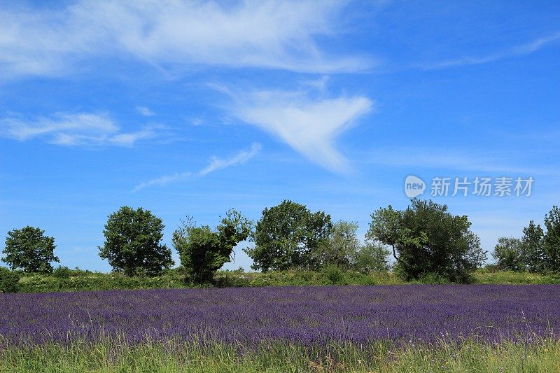 法国普罗旺斯的薰衣草田