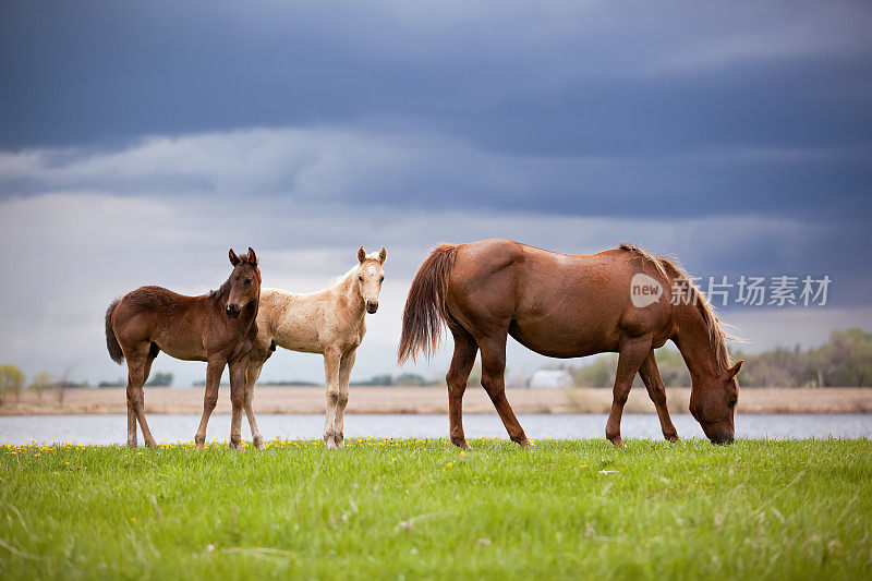 暴风雨前牧场上的母马和小马驹