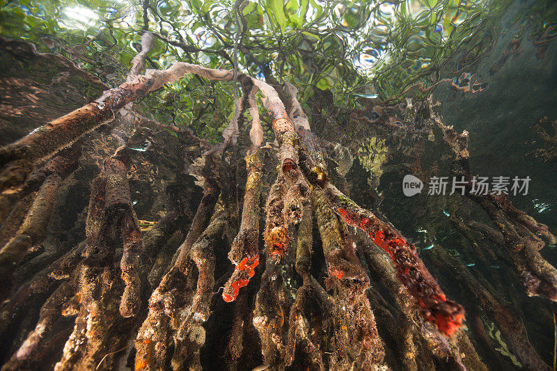 从下面的根，壮观的风景红树林，威吉欧岛，印度尼西亚