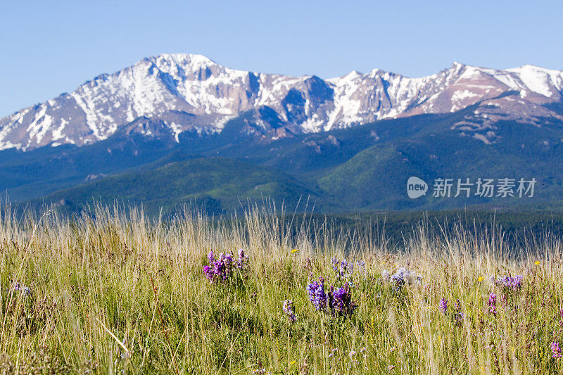 山蓝铃草，野花和派克峰