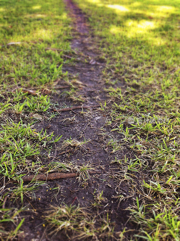 穿过树林的小路