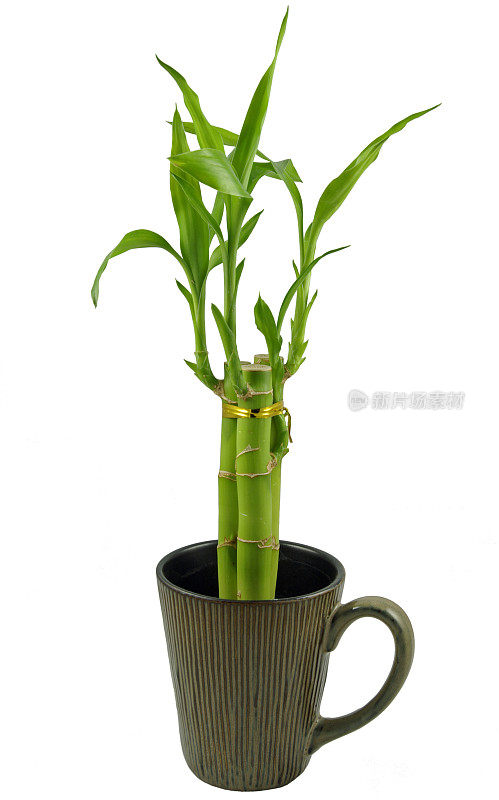 竹笋咖啡杯