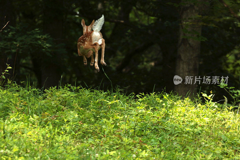 跳跃的小鹿