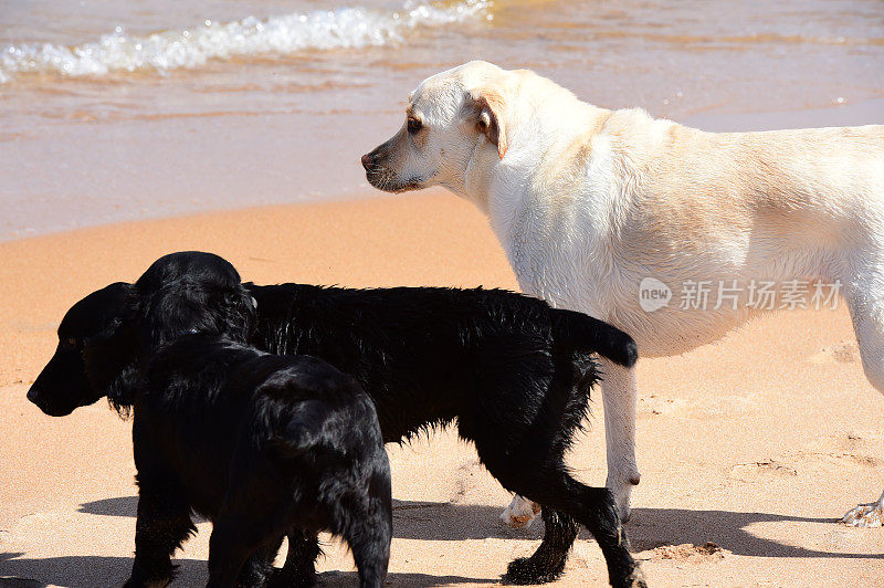 拉布拉多寻回犬