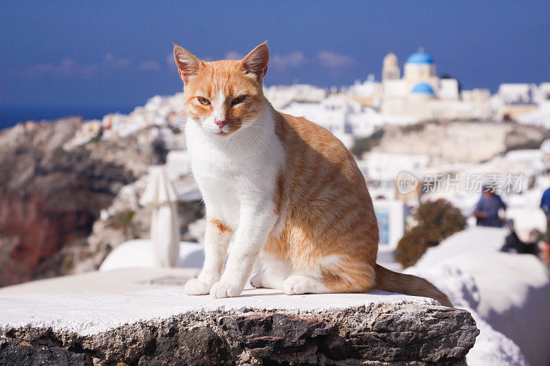 希腊圣托里尼岛的姜猫