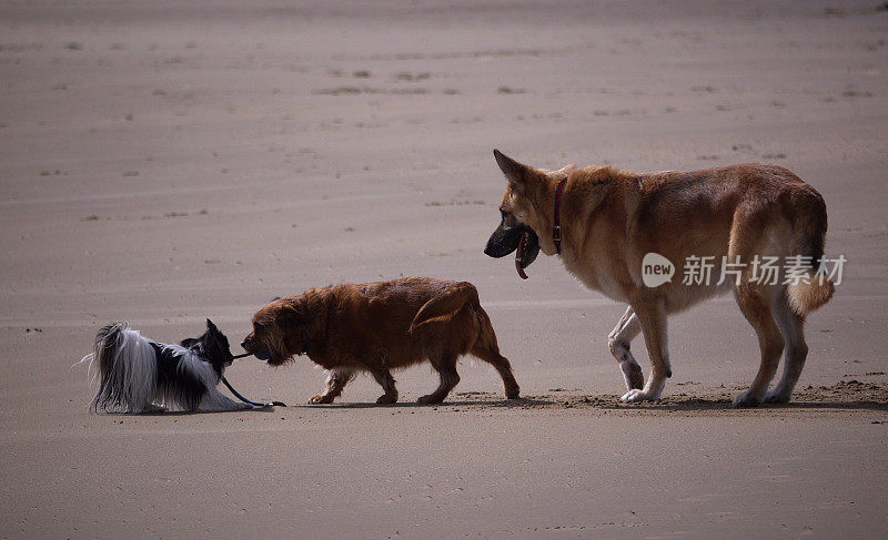 沙滩上玩耍的狗，蝶耳犬，德国牧羊犬和凯恩梗