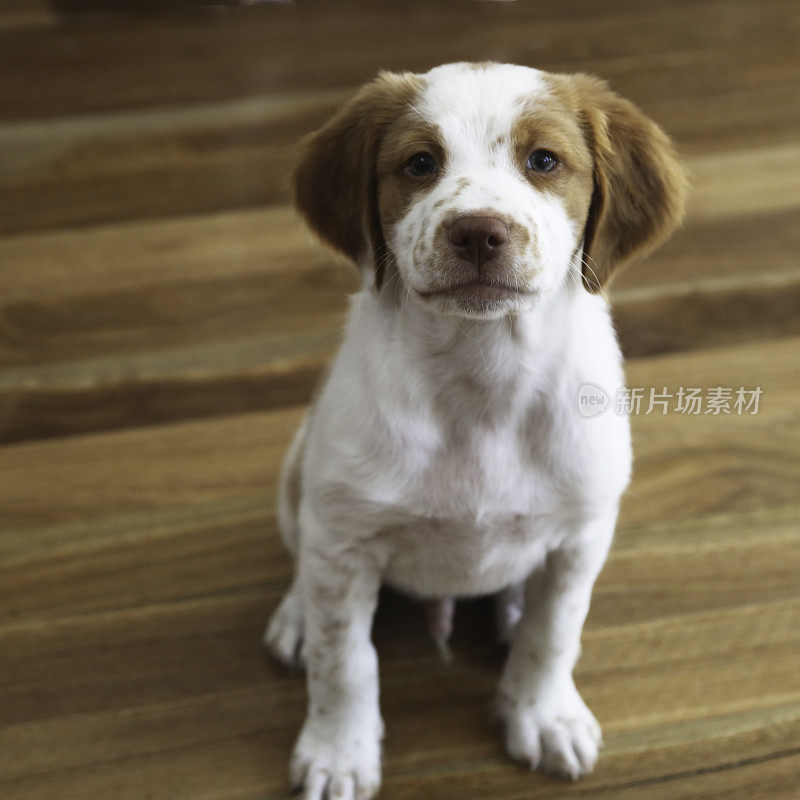 布列塔尼猎犬在硬木地板上