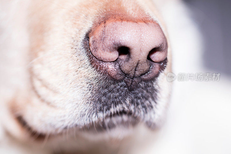 拉布拉多犬的鼻子靠近