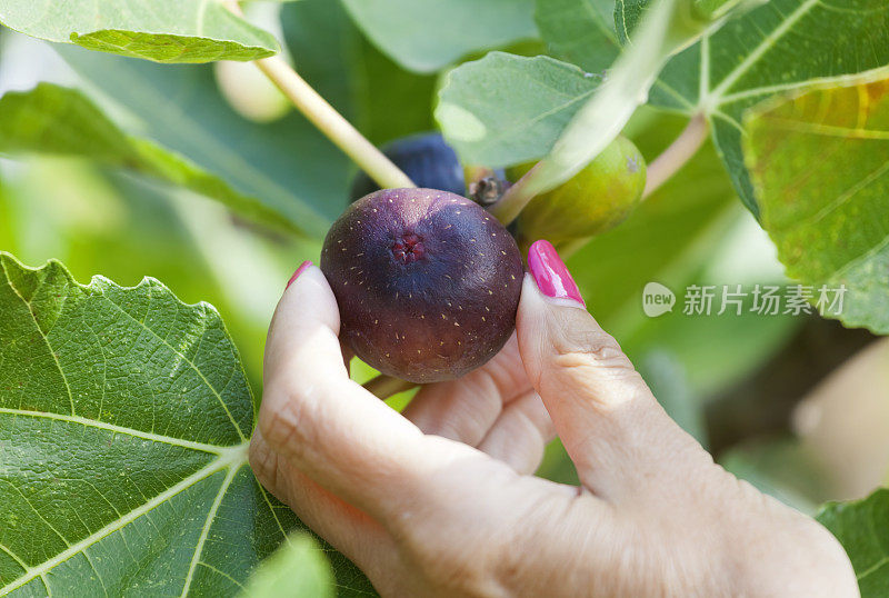 摘无花果当早餐