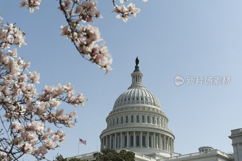 国会山的樱花