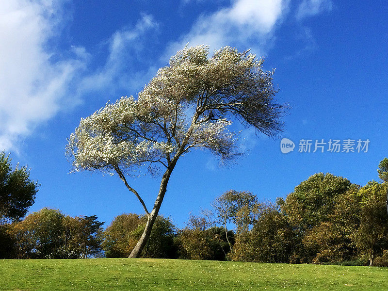 银桦树