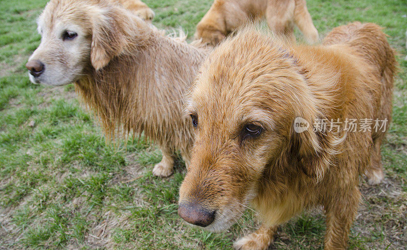 一个疲倦的金毛猎犬的广角肖像