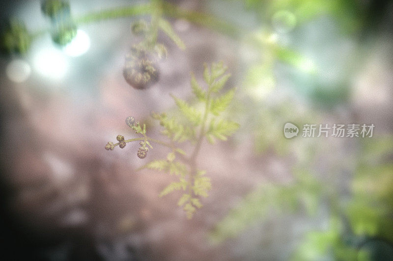 蕨类植物